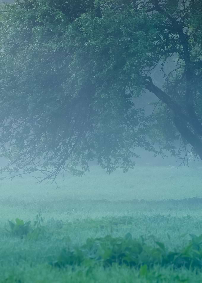 Mystical Tree Silhouette I
