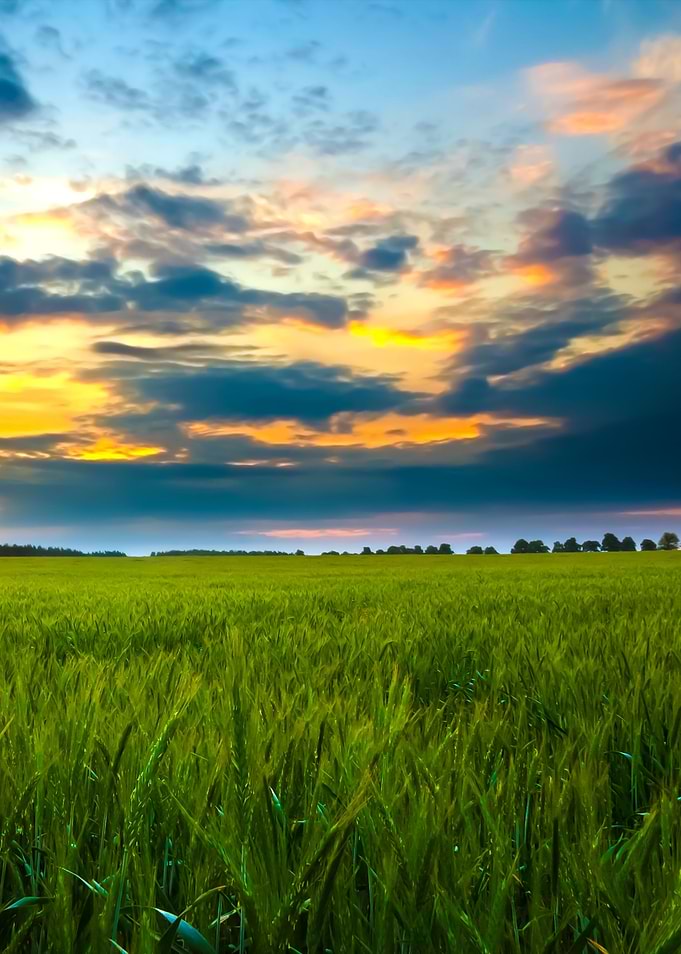 Young Cereal Field