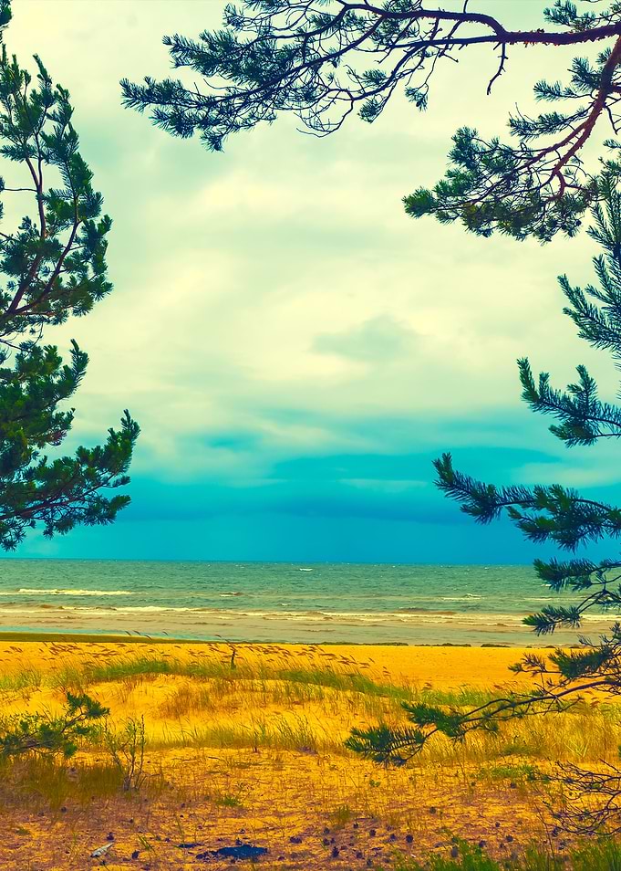 Pine Trees On The Beach