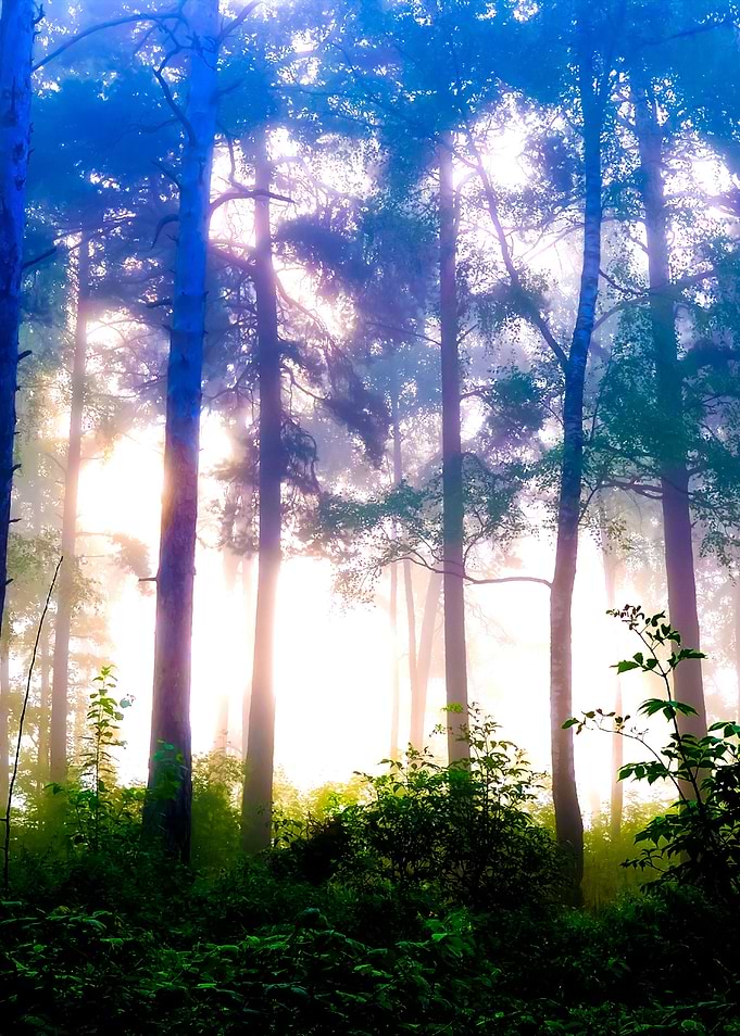 A Forest With Fog And Shin