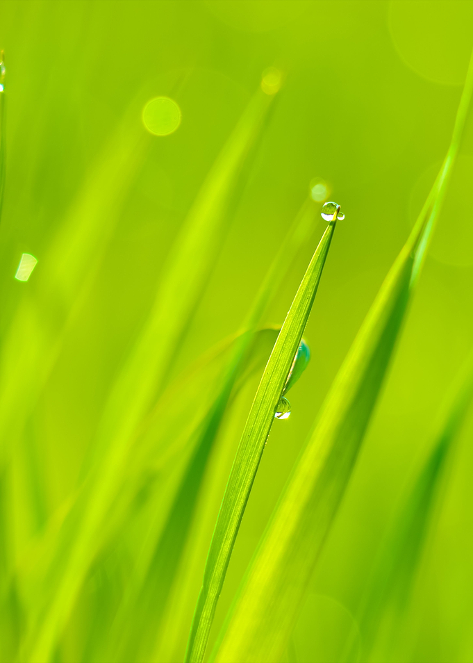 Fresh Green Grass With Wat