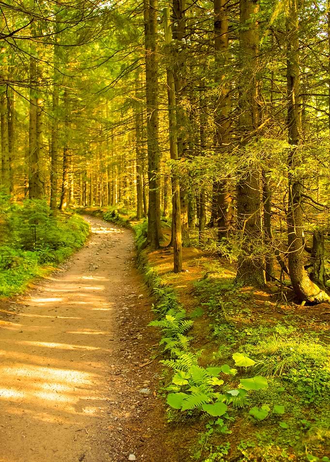 Path Among The Trees In Su