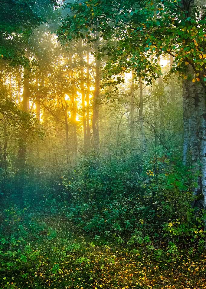 Strong Beautiful Fog And S