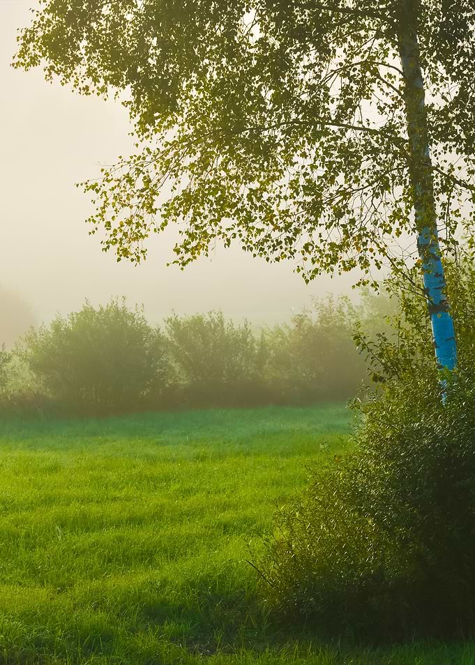 Strong Morning Fog Above T
