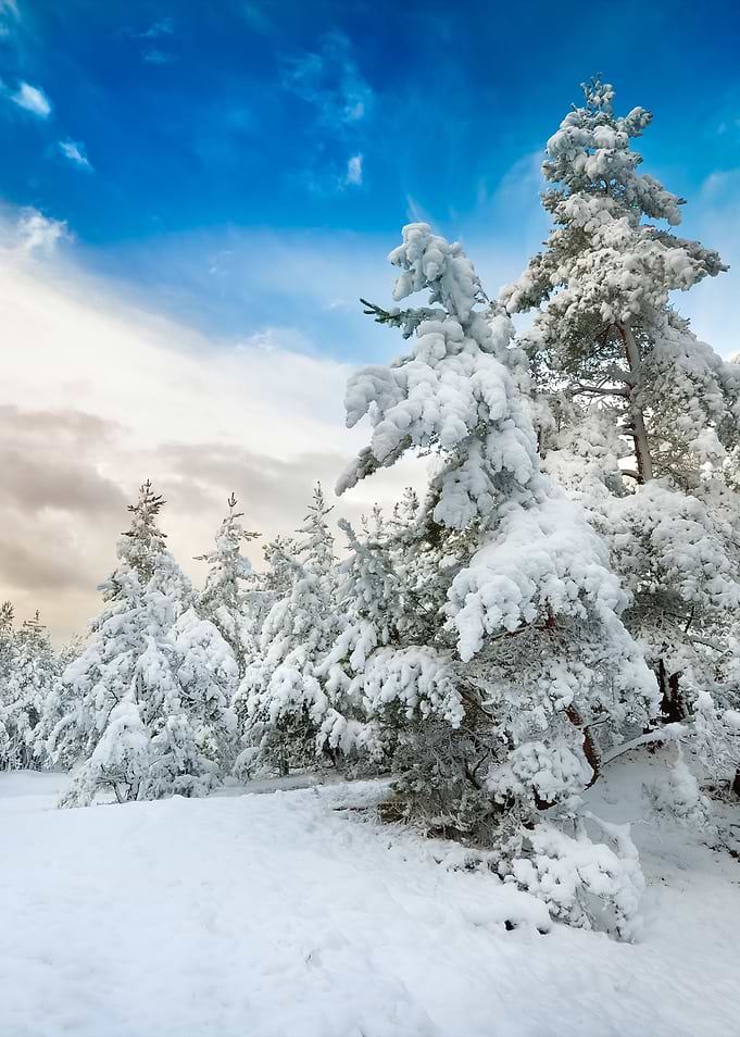 Winter Wonderland In Snow