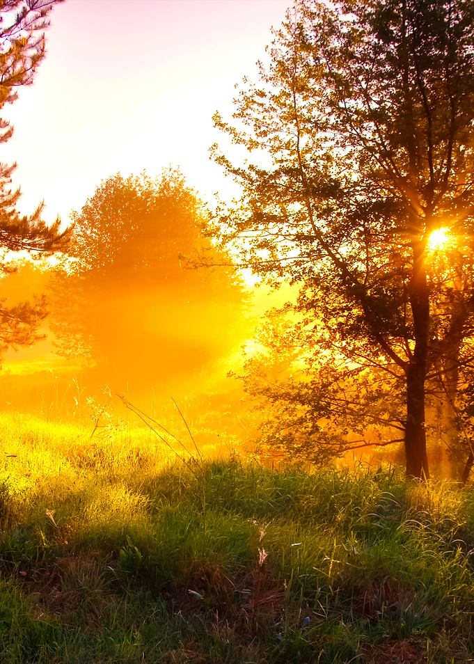 Sunrise In Foggy Forest
