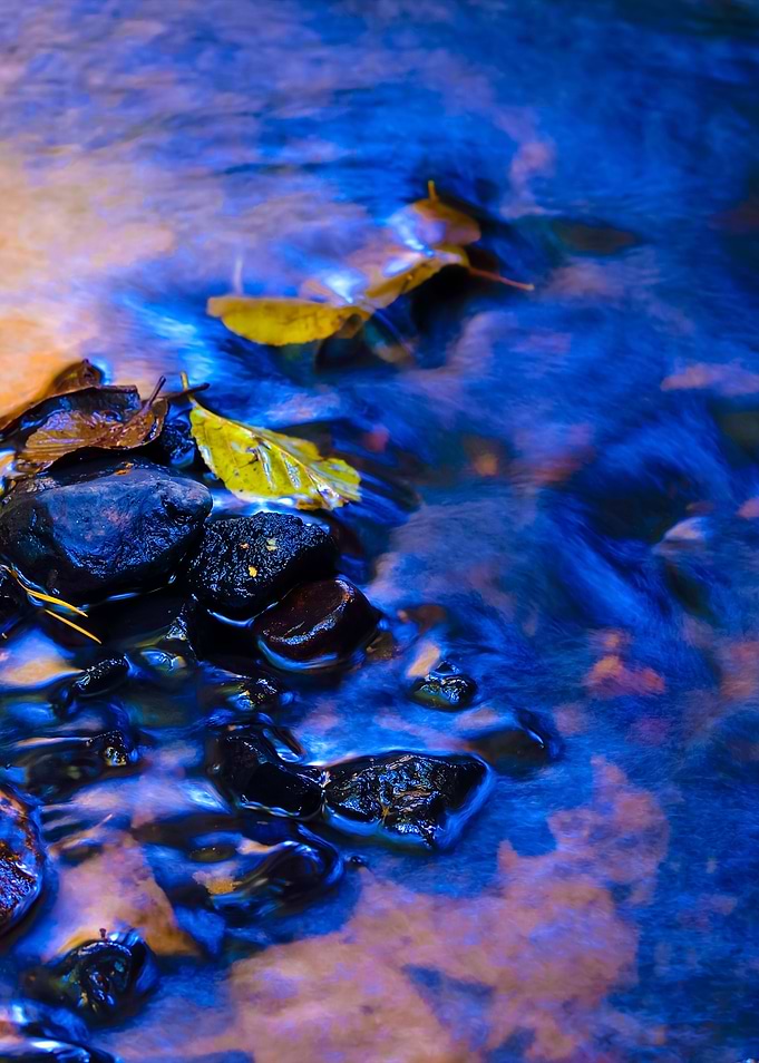 Forest River Scene