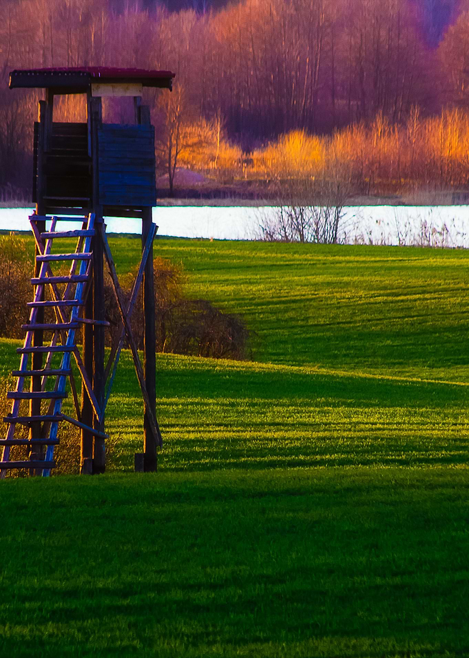 Young Cereal Field
