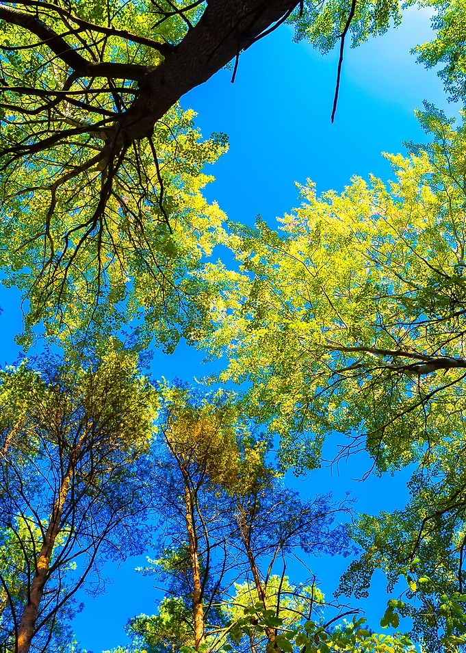Autumnal Forest From Below