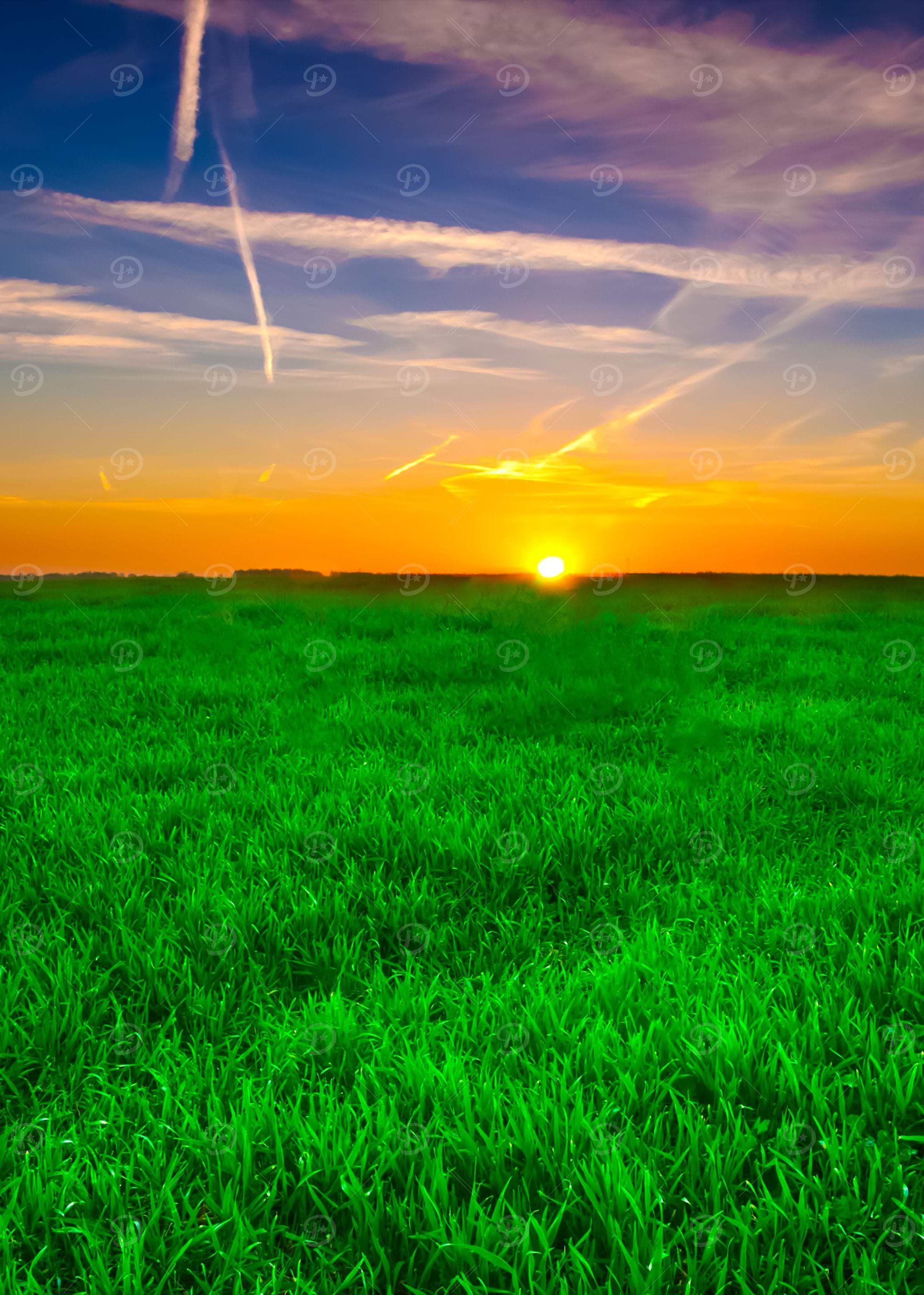 Young Cereal Field Sunset