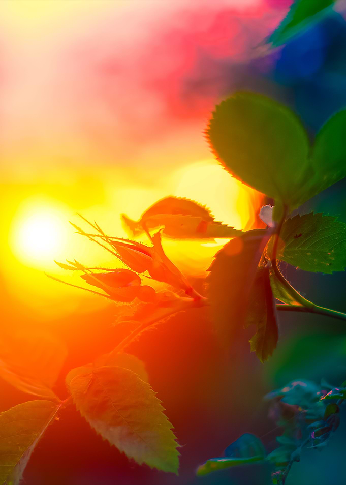 Evening Summer Landscape R