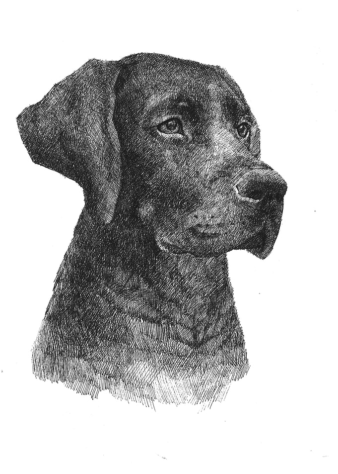 Black Labrador