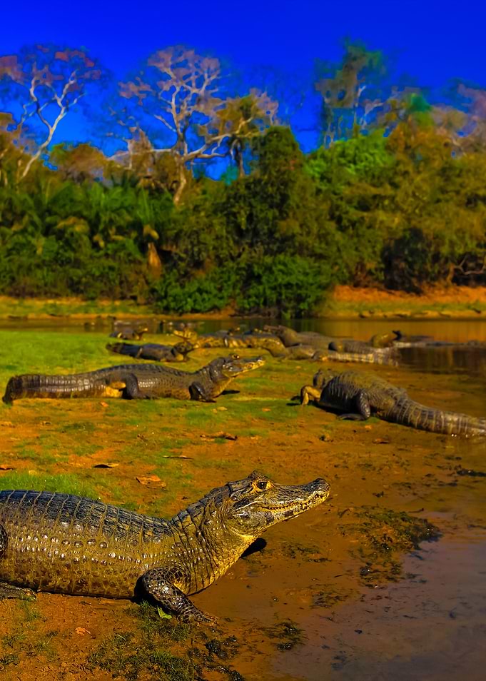 Caiman Yacare Caiman Croco