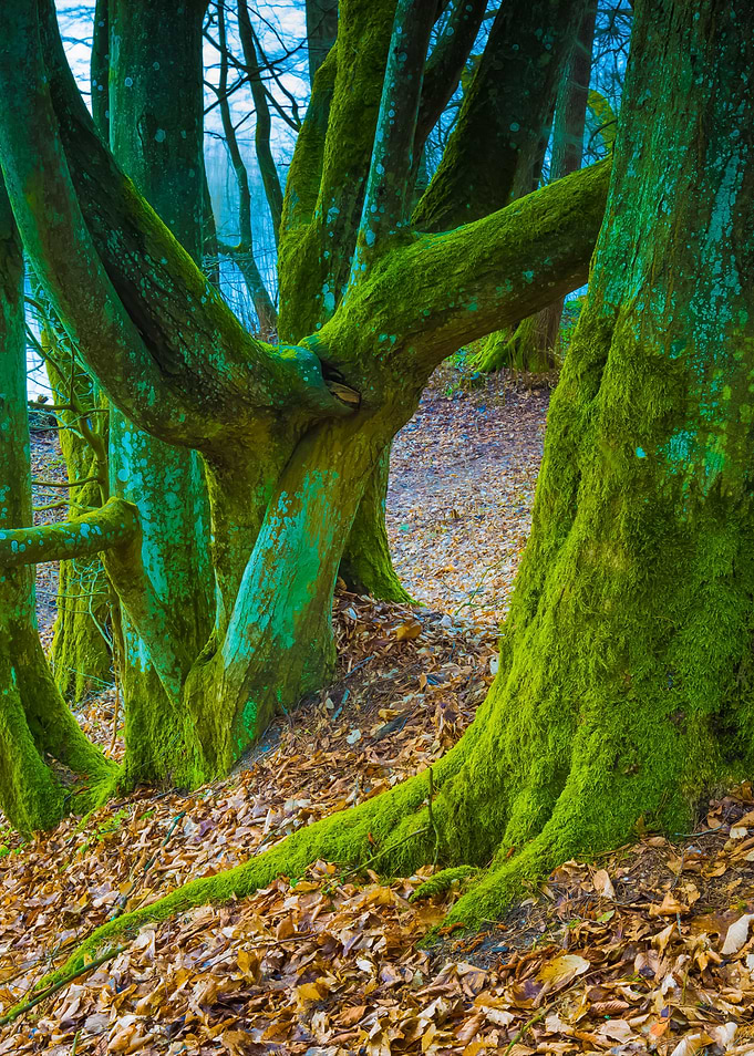 Springtime Wetlands Forest