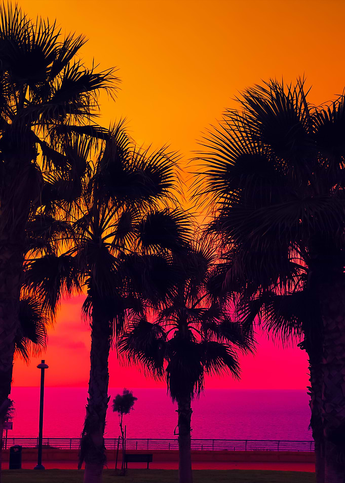 Tropical Beach With Palm T