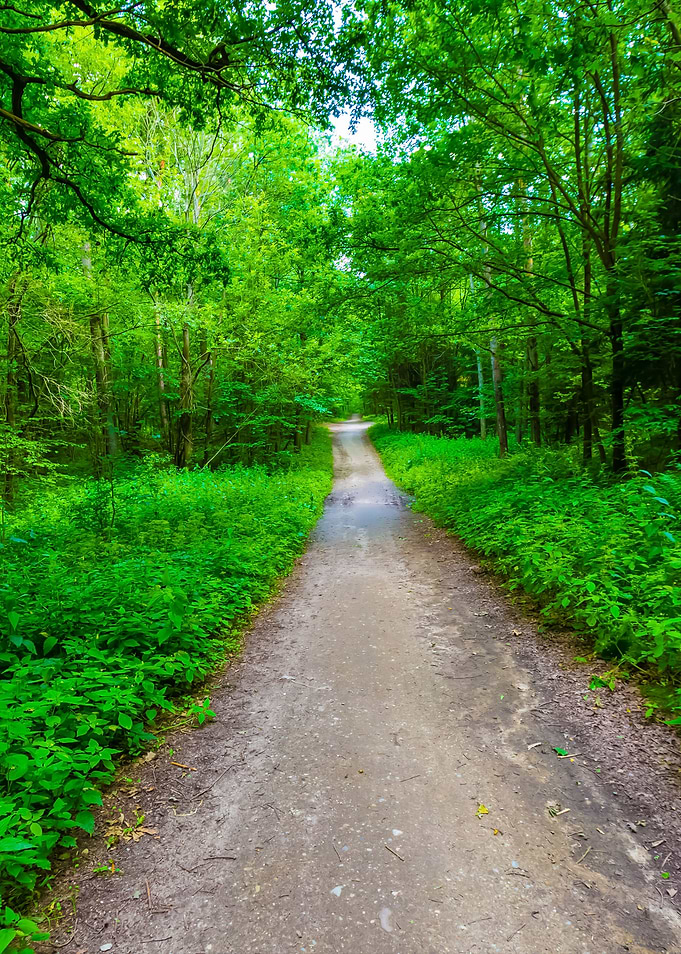 Green Forest