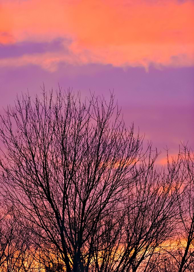 Trees Silhouette