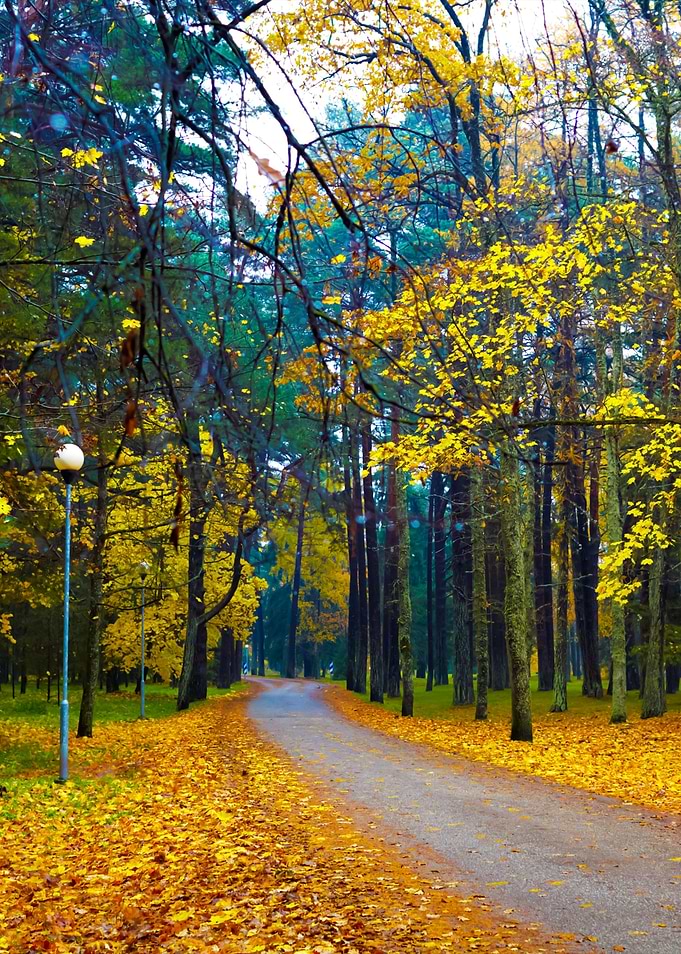 Autumn Road