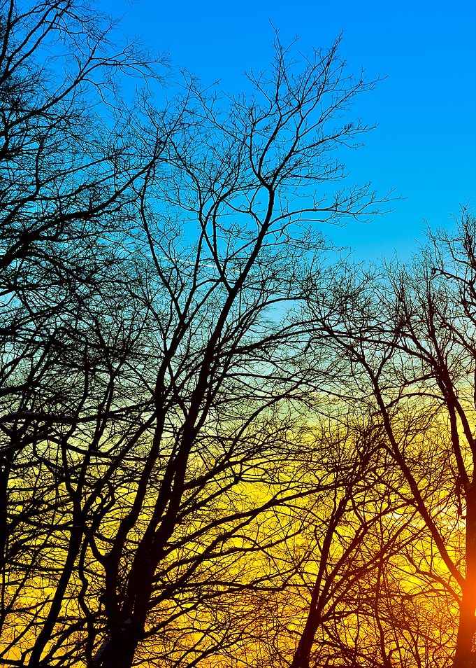 Tree Silhouettes Against S