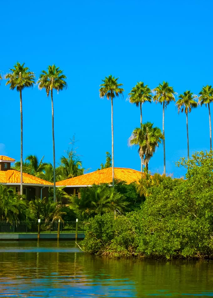 Palm Trees Row