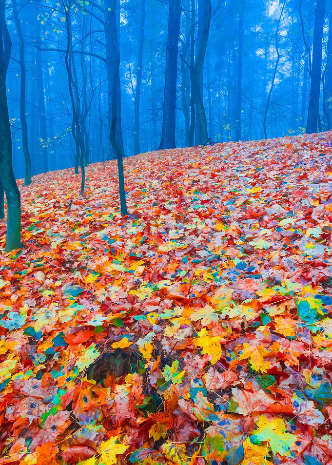 Autumnal Forest Landscape