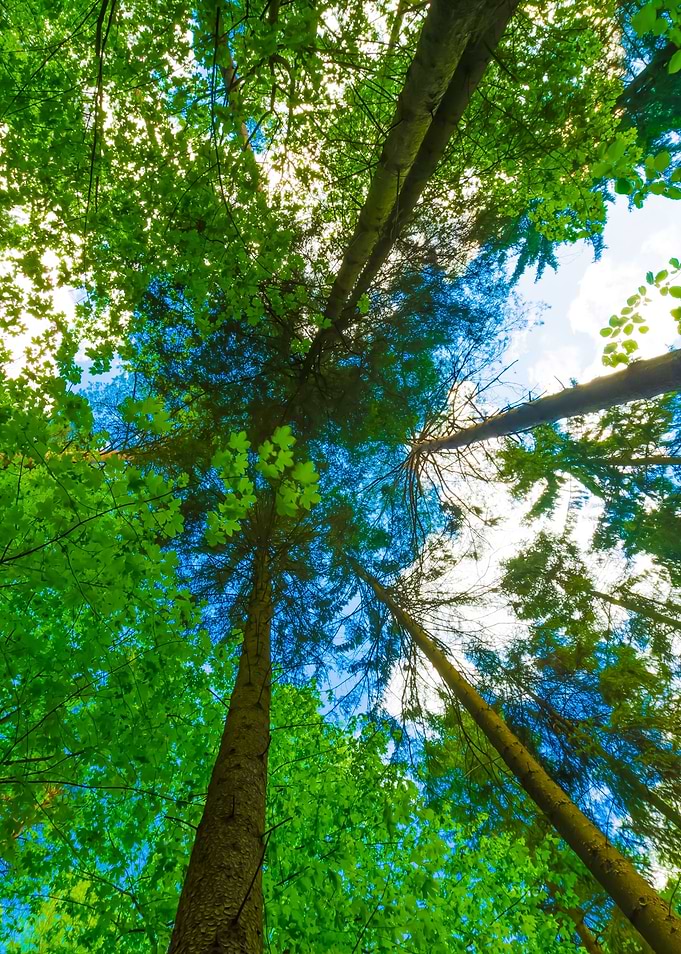 Green Springtime Forest Sk