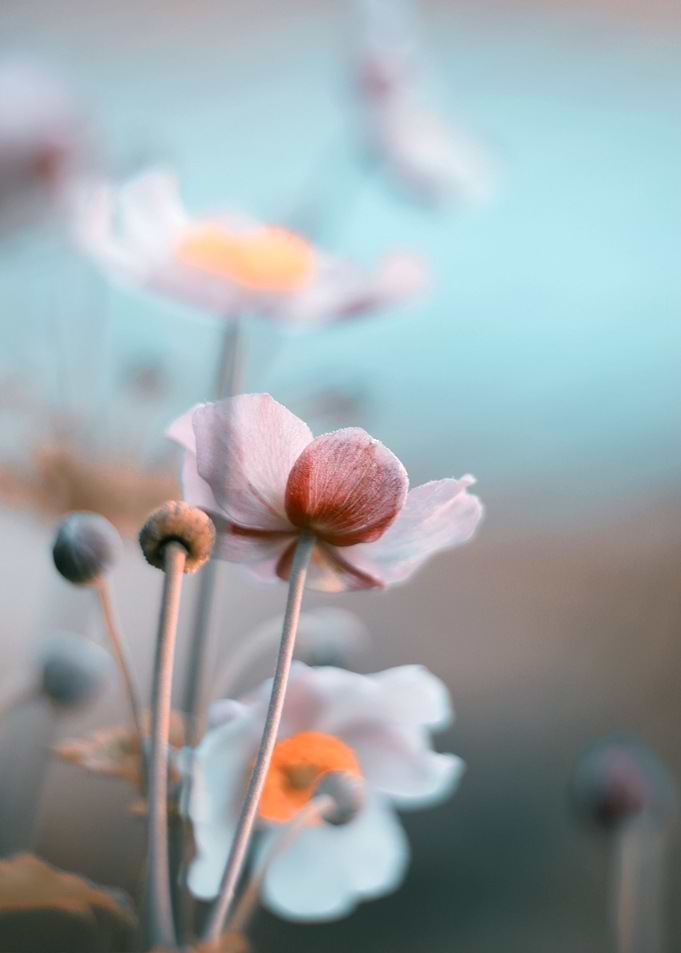 Preety white flowers