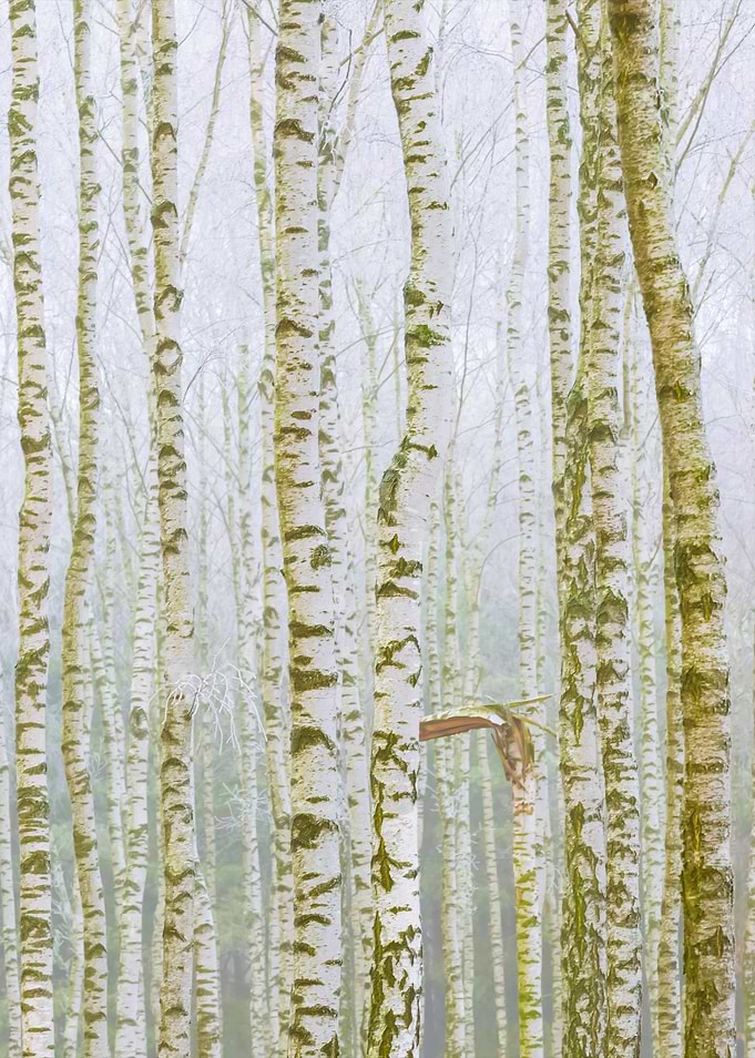 Frosty Birch Forest