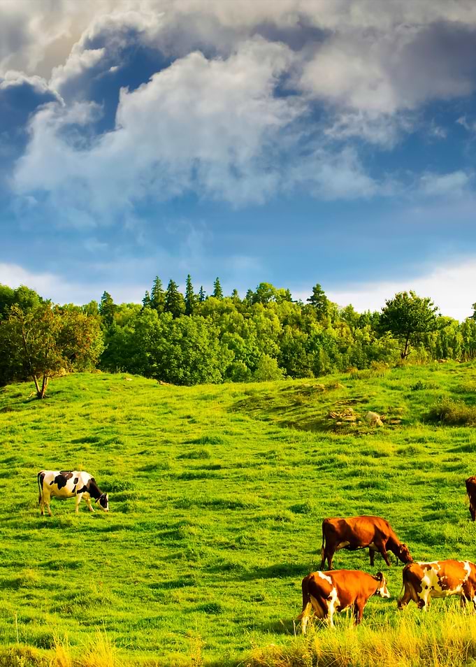 Old Rural Landscape