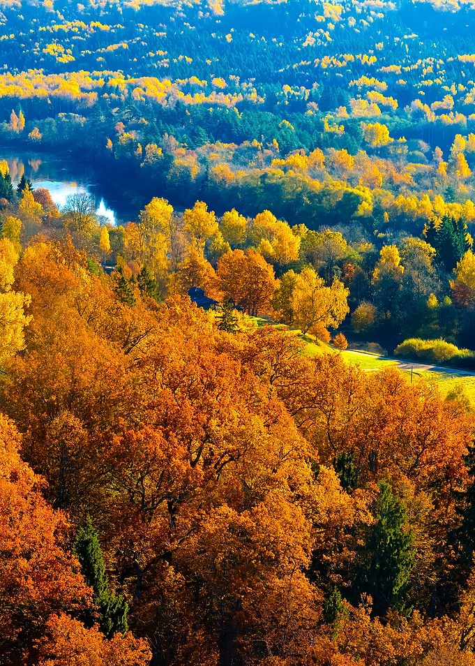 Colorful Forest Hills In F