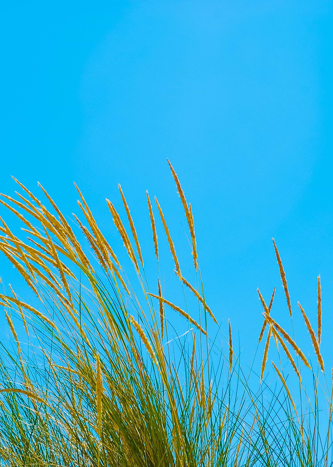 Reed Grass Background On A