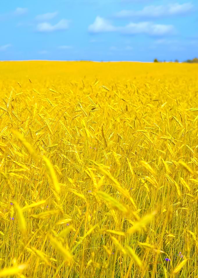Agriculture View Wheat Fie