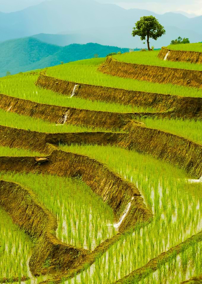 Chiang Mai Rice Field Land