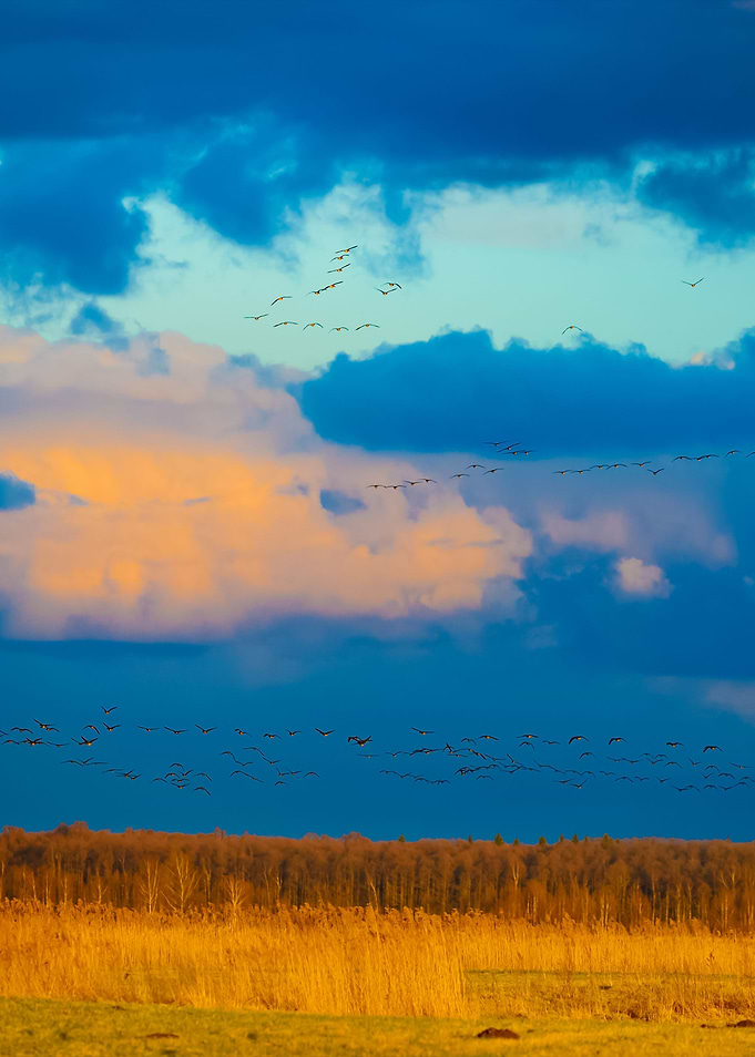 Wild Ducks Over The Field