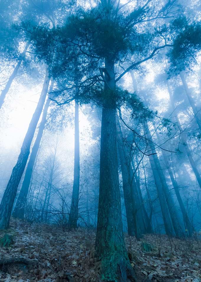 Autumnal Forest Landscape