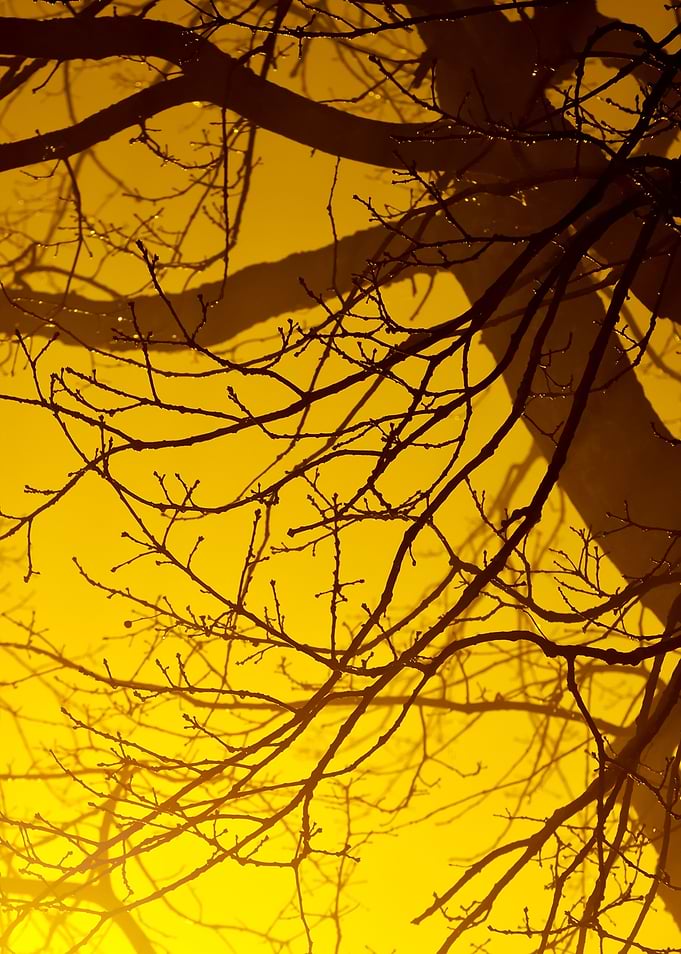 CloseUp Of A Tree In The F