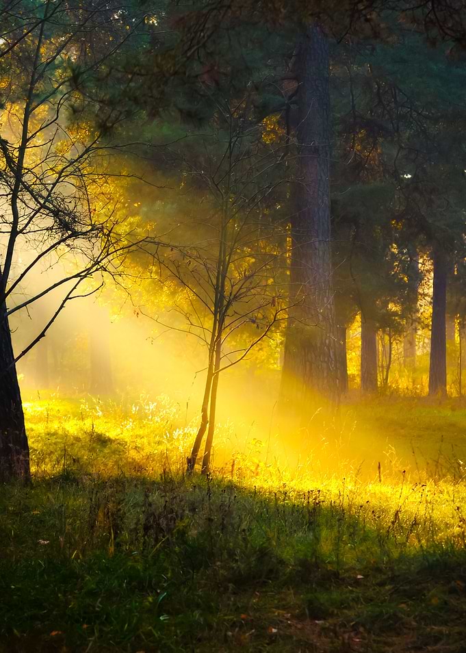 Sunbeams In Fog In The For