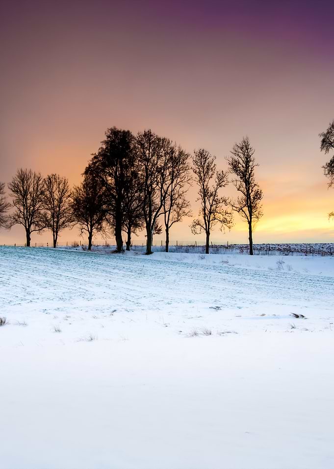 Winter Field Sunset