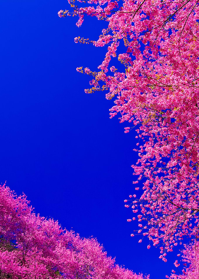 Pink Cherry Blossom With B