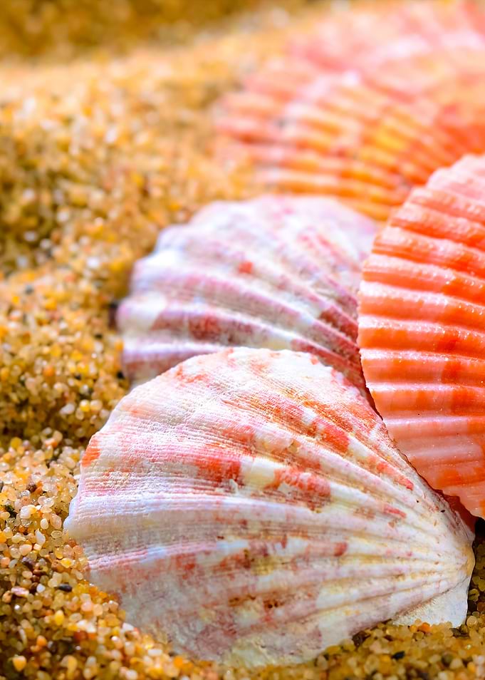 Sea Shells On The Sandy Be