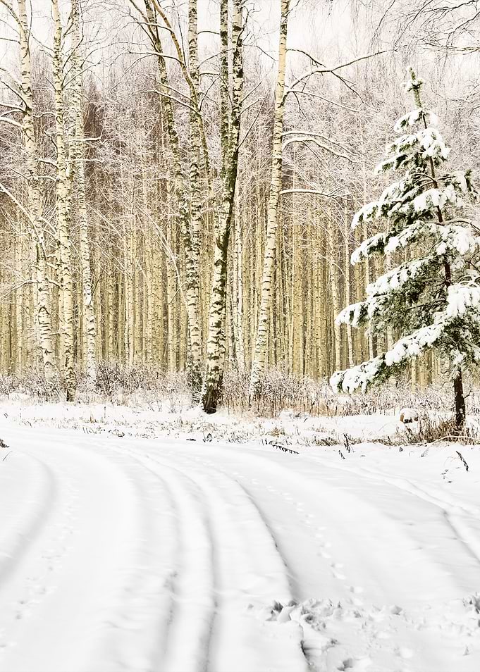 Winter Scene Road And Fore