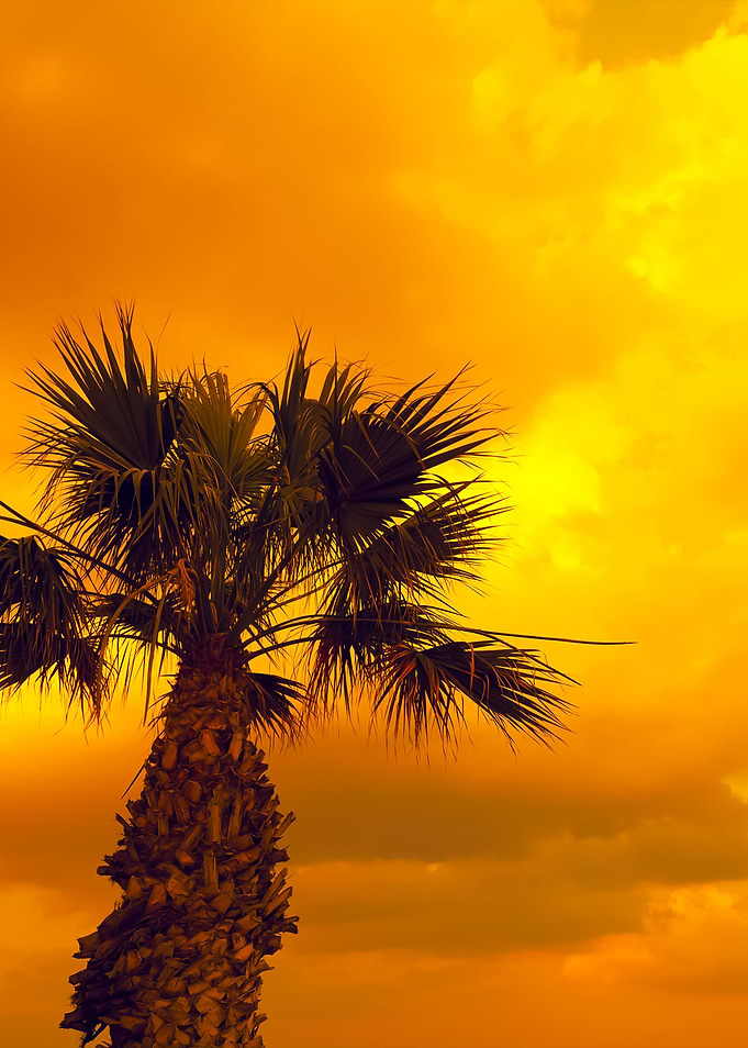Silhouette Of Palm Tree At
