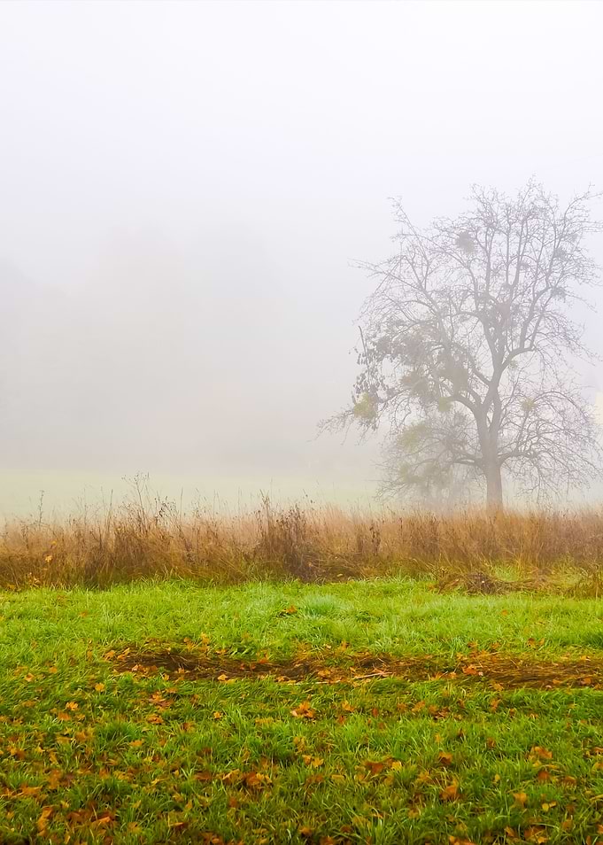 In Nature After Fog