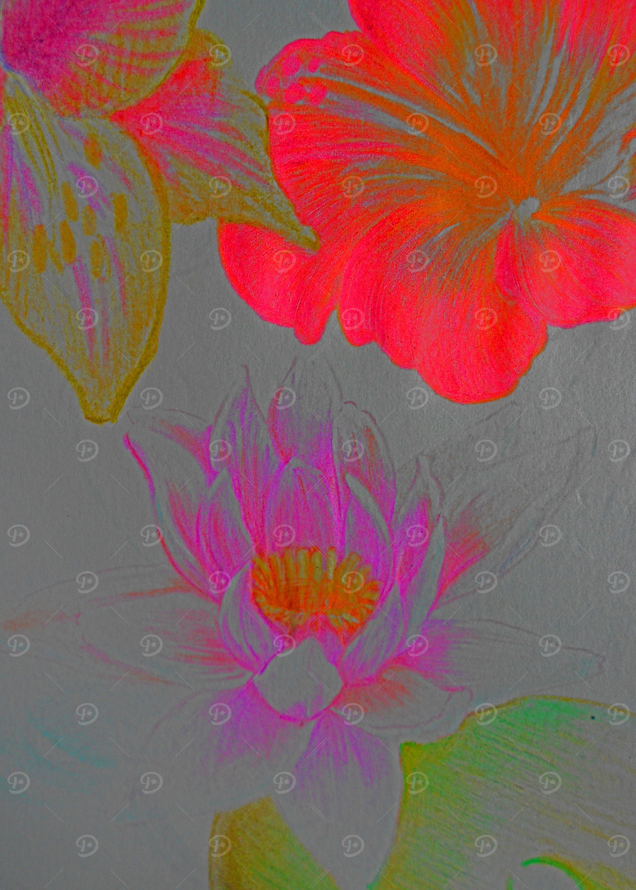 Lotus