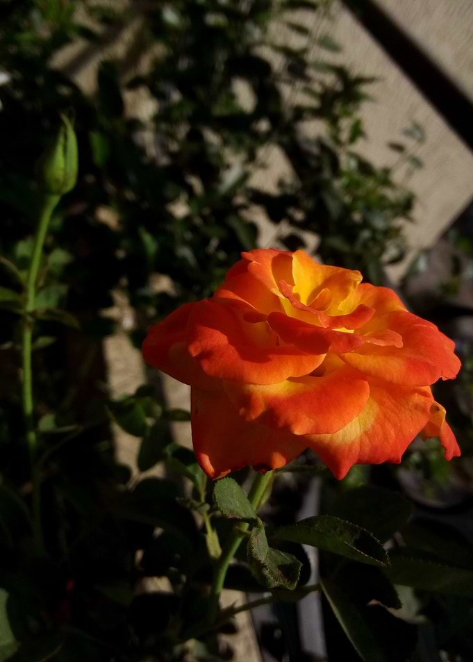 Orange Rose