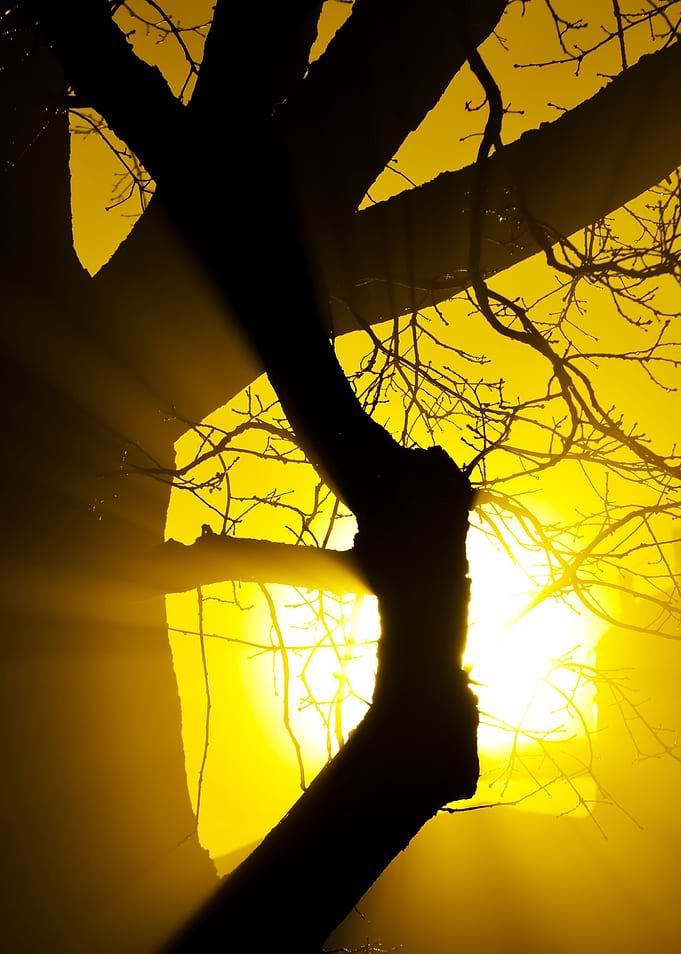 CloseUp Of A Tree In The F