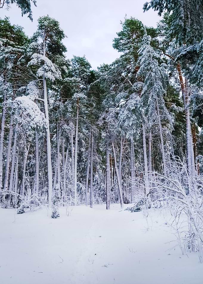 Winter Wonderland In Snow