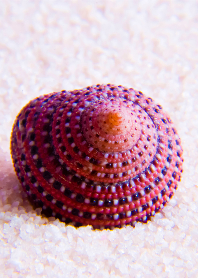 Seashell