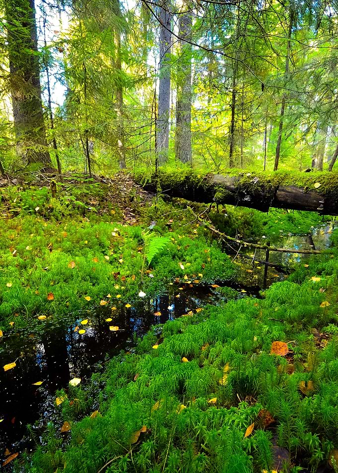 Dark Pine Forest Scene
