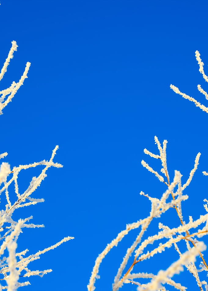 Winter Snow Covered Trees